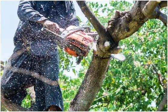 tree services The Hideout